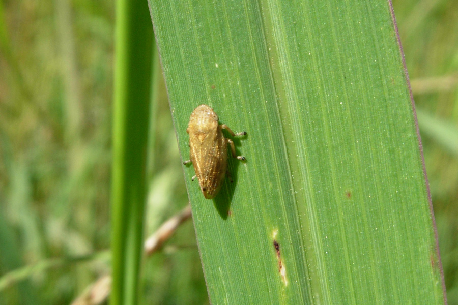 Rhytidodus decimusquartus